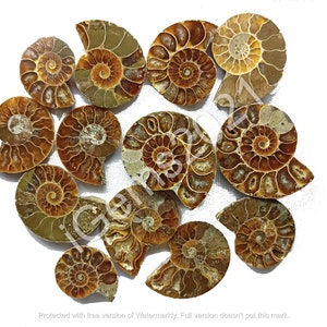 Natural Ammonite Fossil shell gemstone Cabochon, Onyx Jewelry - Ammonite cabochon - Gemstones - Multi Jewelry Making Stone, Loose Gemstone