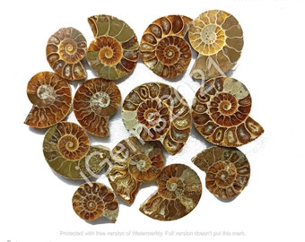 Cabujón de concha fósil de amonita natural, joyería de ónix - Cabujón de amonita - Piedras preciosas - Piedra para hacer múltiples joyas, Piedra preciosa suelta