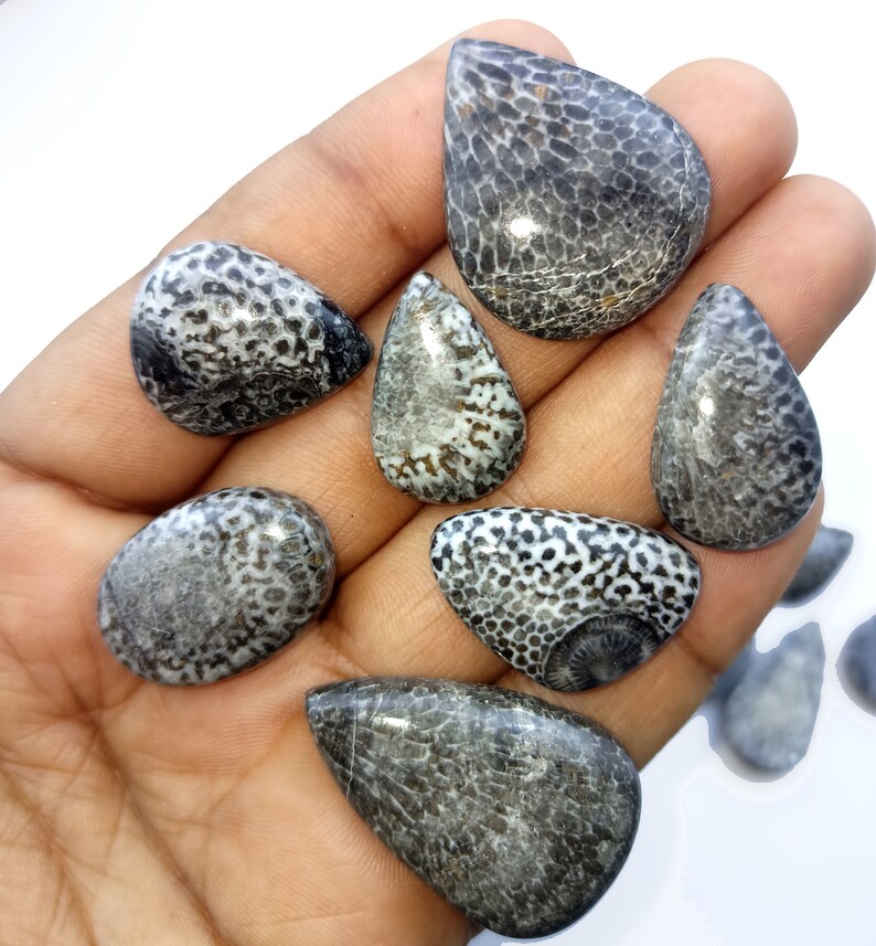 May include: A collection of seven teardrop-shaped cabochons made from fossilized coral. The cabochons are a mix of black and white with a mottled pattern.