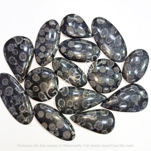 Natural Black Fossil Coral Cabochon lot, gemstone Jewelry - coral loose cabochon - Gemstones - Multi Jewelry Making Stone, Loose Gemstone