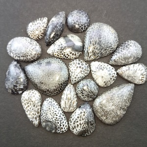 May include: A collection of 16 fossilized coral cabochons in various shapes and sizes. The cabochons are a mix of black and white with a speckled pattern.