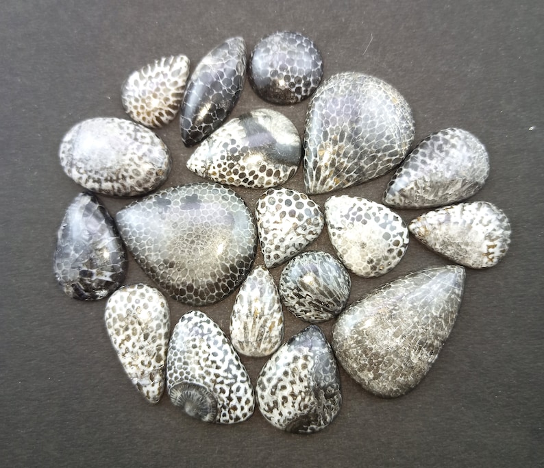 May include: A collection of 16 fossilized coral cabochons in various shapes and sizes. The cabochons are a mix of black and white with a speckled pattern.