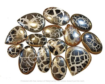 May include: A collection of 12 polished, teardrop-shaped, fossilized stone cabochons. The stones are a mix of brown, black, and white with a unique, intricate pattern.