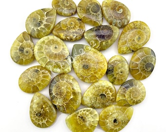 Natural Ammonite Cabochon shell gemstone, Fossil Cabochon Jewelry - Ammonite Fossil Cabochon, Multi Jewelry Making Stone, Loose Gemstone Lot