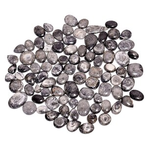 May include: A collection of black and gray fossilized coral stones in various shapes and sizes. The stones have a natural, organic texture and are perfect for crafting or jewelry making.