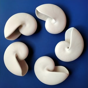 Pode incluir: Cinco conchas de cerâmica branca dispostas em círculo sobre um fundo azul. As conchas são de formas e tamanhos diferentes, mas todas têm um padrão em espiral semelhante.