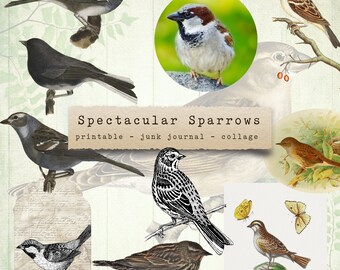 May include: A collage of images featuring various sparrow species. The title "Spectacular Sparrows" is displayed in a vintage typewriter font. The collage includes images of sparrows in different poses and settings, including a sparrow perched on a branch, a sparrow in flight, and a sparrow on a rock. The collage is a great resource for bird lovers and nature enthusiasts.