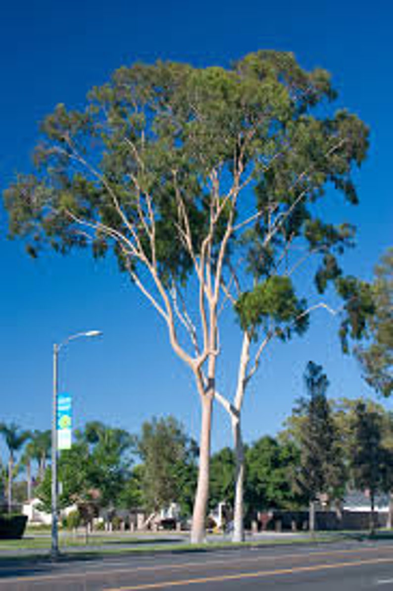 Lemon Scented Eucalyptus trees 1ft tall Fast Growing Etsy