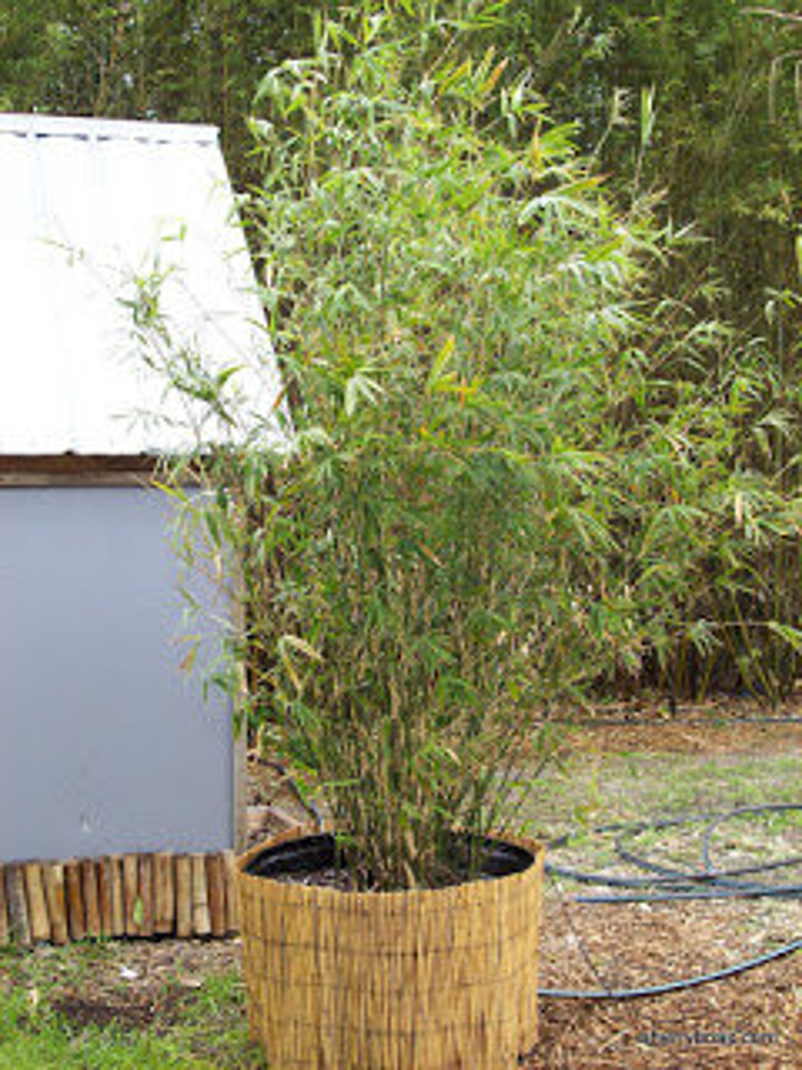 Bamboo In Dedham - tk4q1vv