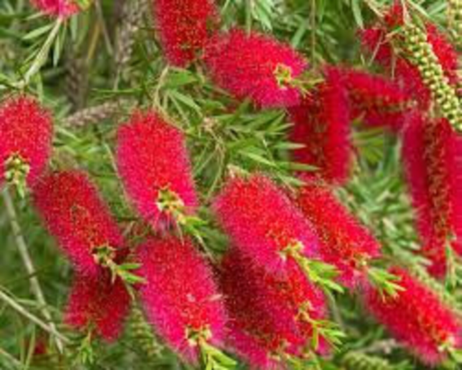 Bottlebrush callistemon bottle brush shrubs landscaping gardeningknowhow