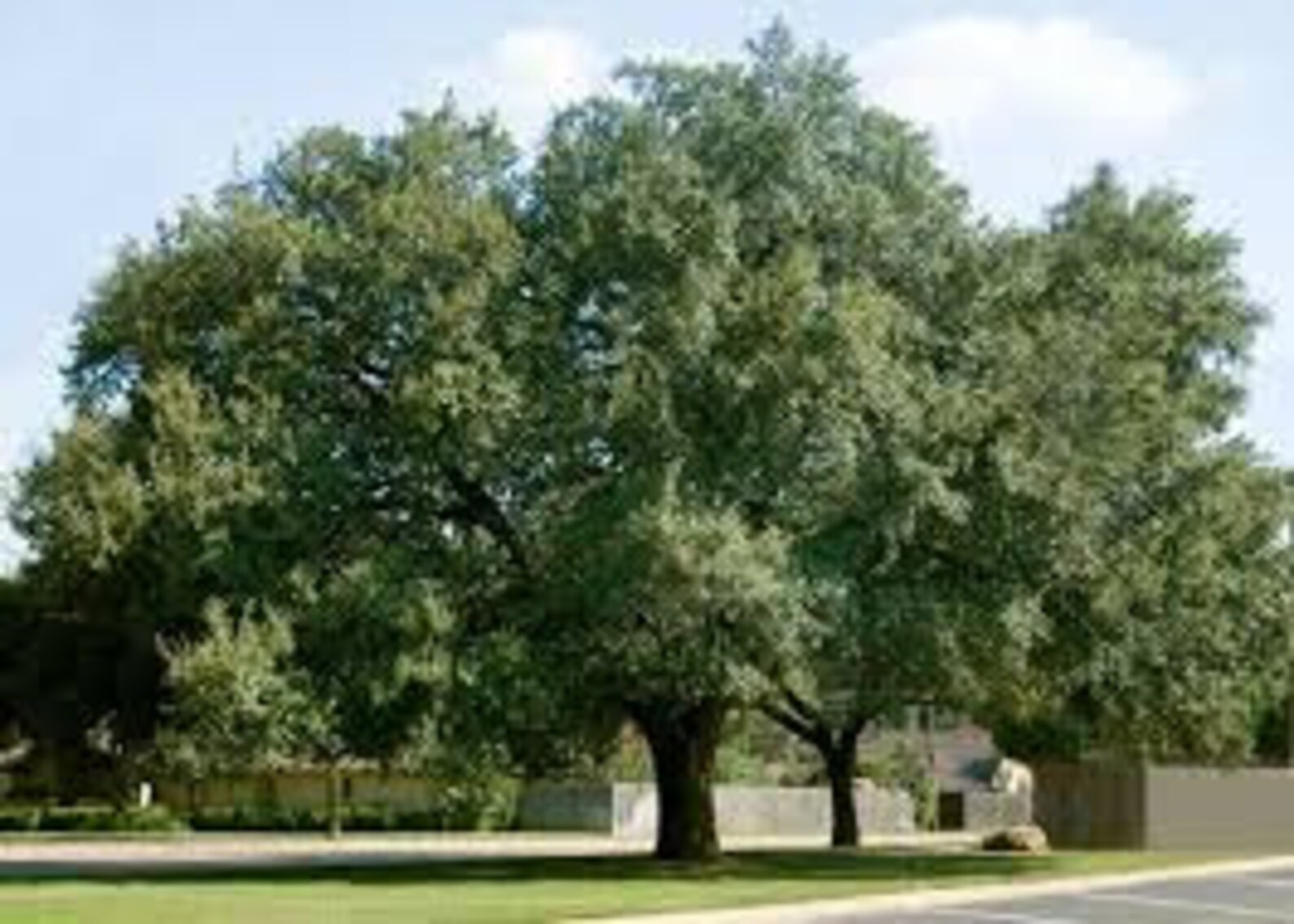 10 Live oak Seedlings Plugs Small Texas Grown trees Etsy