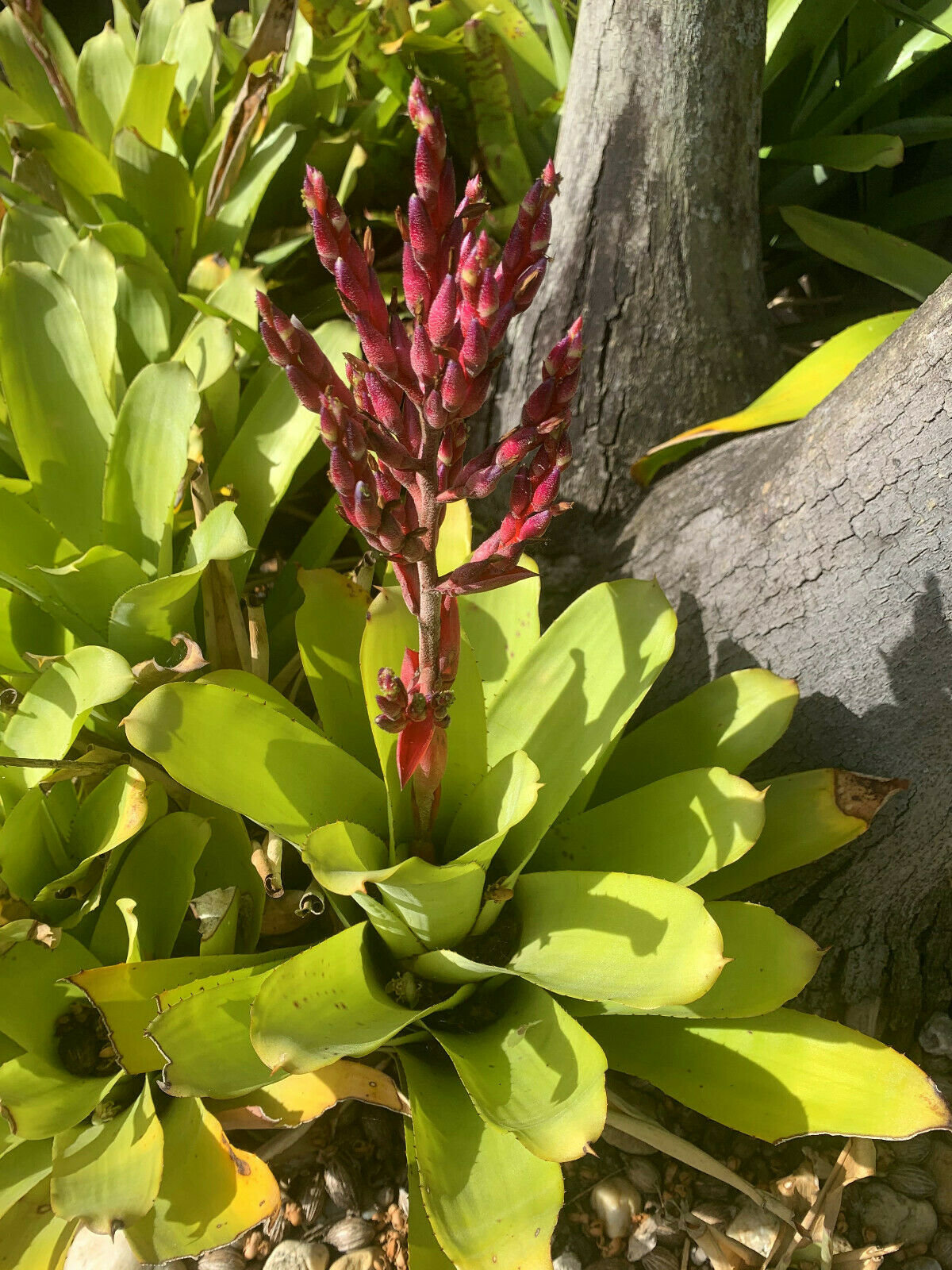 Young Bromeliad Plant Pup Cutting Grows Medium Height Red