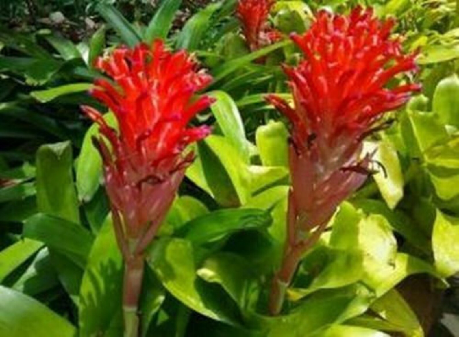 Young Bromeliad Plant Pup Cutting Grows Medium Height