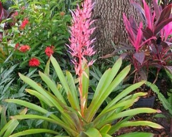 Young Bromeliad Plant Pup Cutting Grows Tall Height Pink low sun/Shade