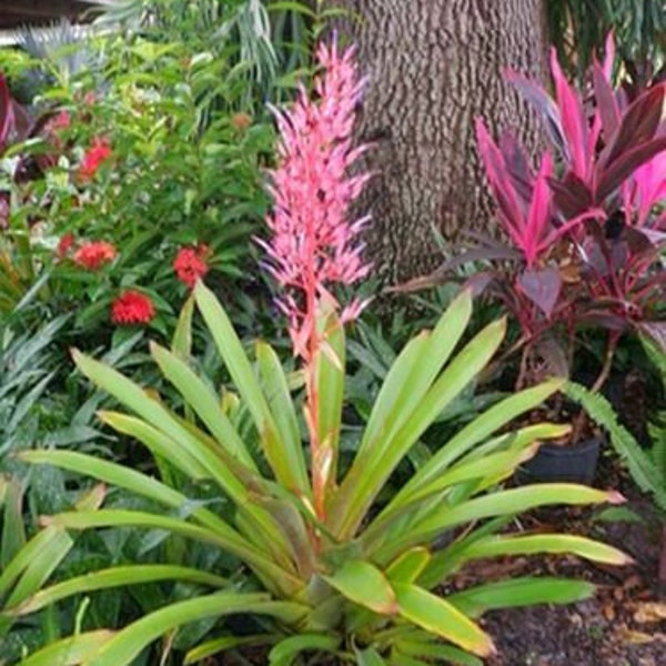 Young Bromeliad Plant Pup Cutting Grows Tall Height Pink low sun/Shade