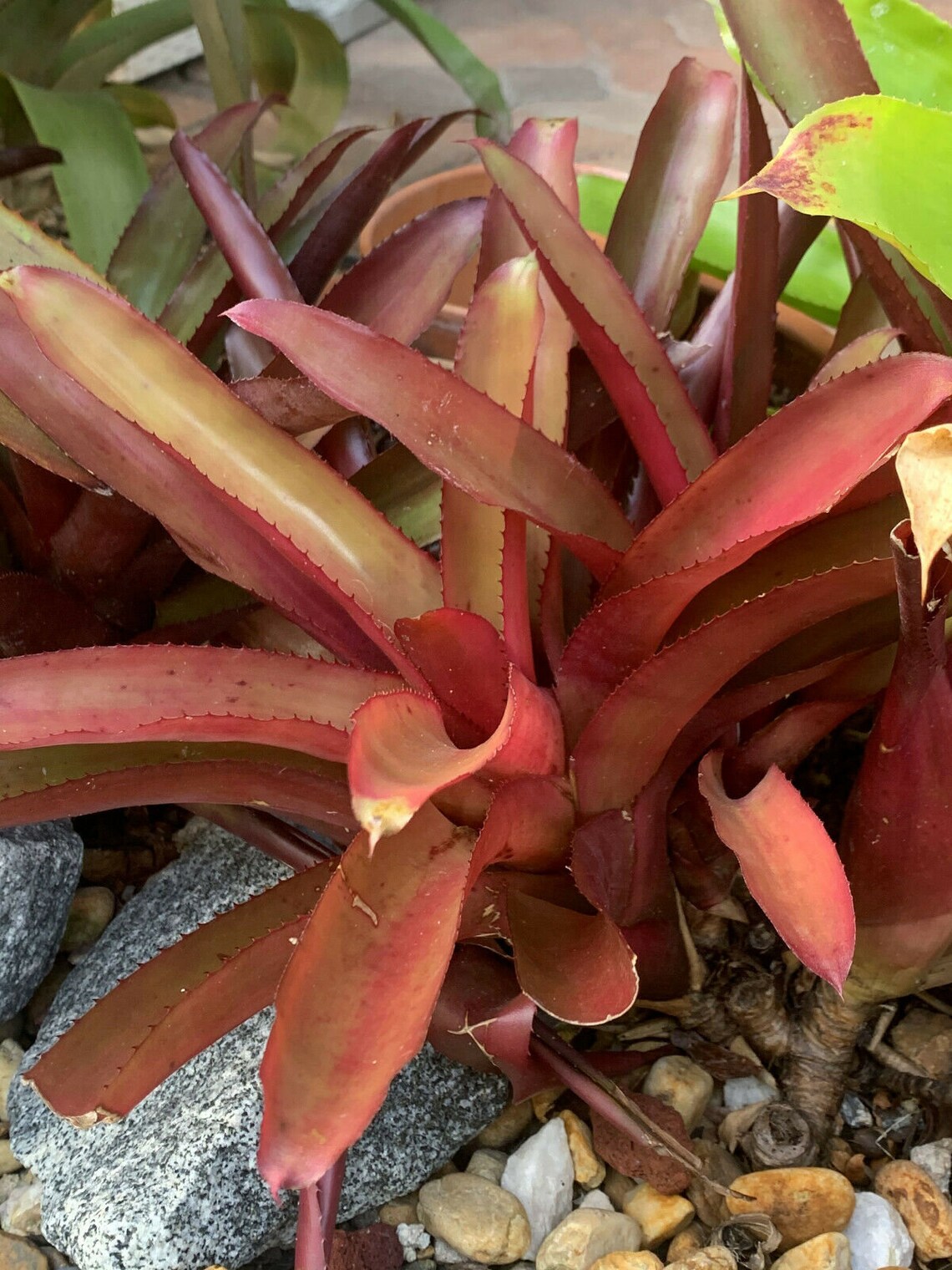 Young Bromeliad Plant Pup Cutting Grows Medium Height