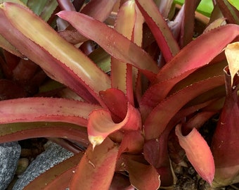 Young Bromeliad Plant Pup Cutting Grows Medium Height Purple