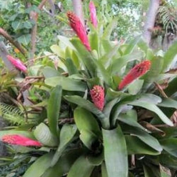 Young Bromeliad Plant Pup Cutting Grows Tall Height Pink