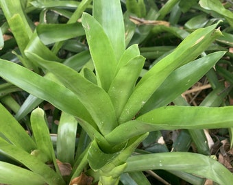 Young Bromeliad Plant Pup Cutting Grows Tall Height Grows Tall & Spreads