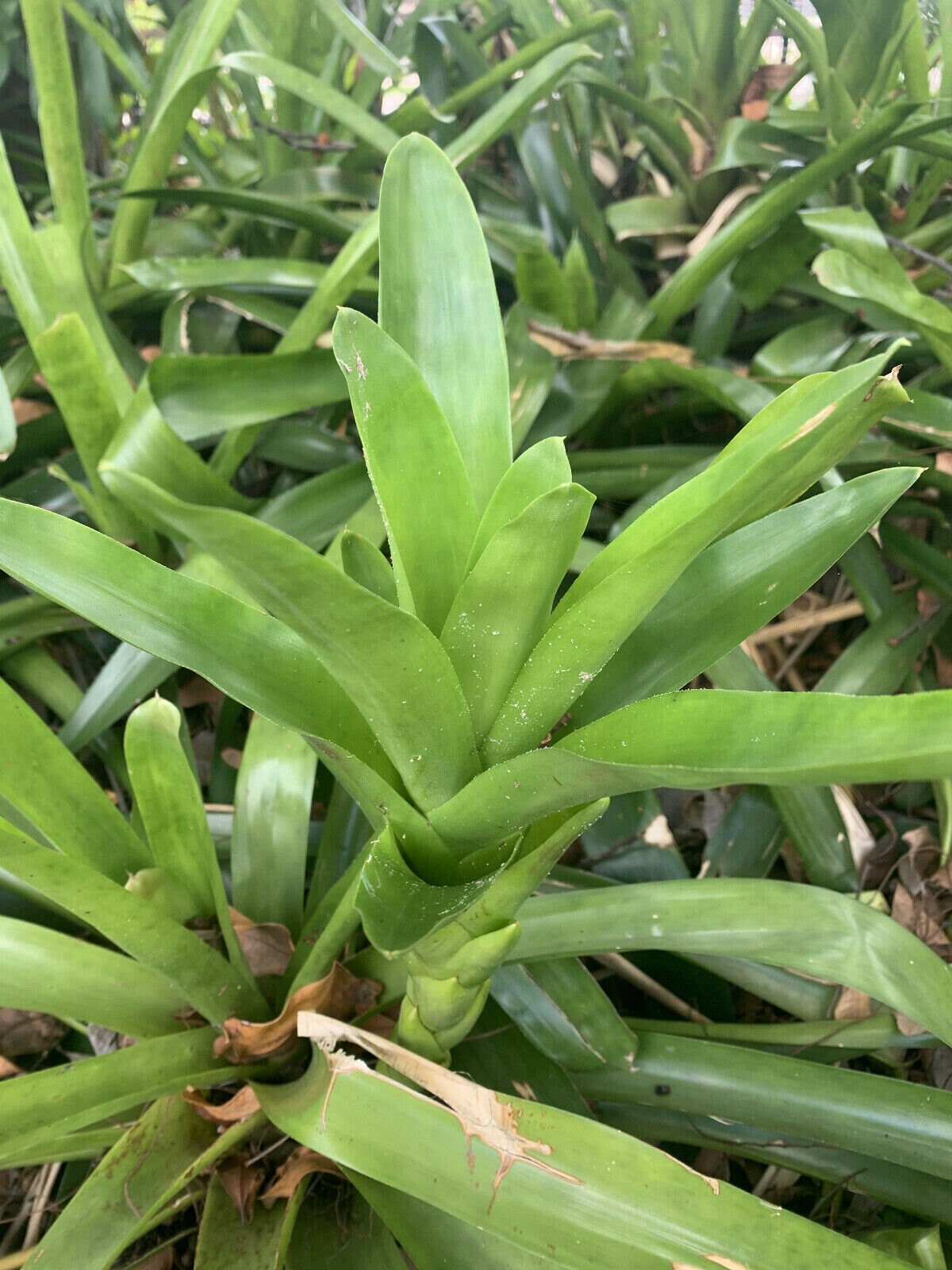 Young Bromeliad Plant Pup Cutting Grows Tall Height Grows