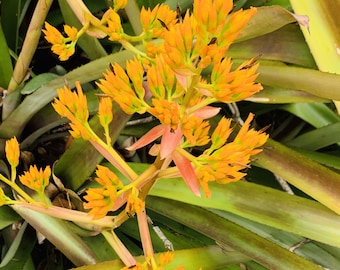 Young Bromeliad Plant Pup Cutting Grows Tall Height / Gold Yellow