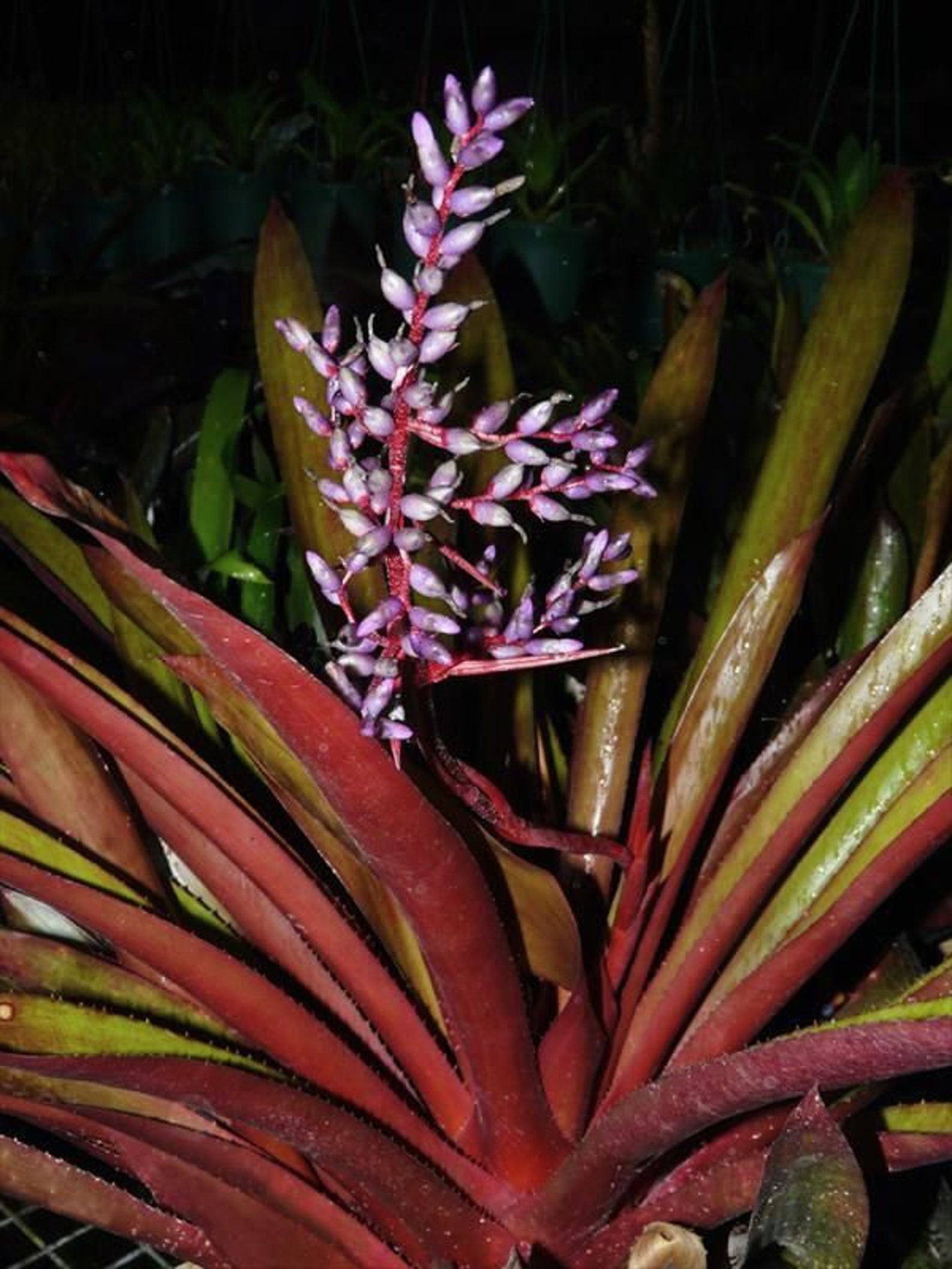 Young Bromeliad Plant Pup Cutting Grows Tall Height