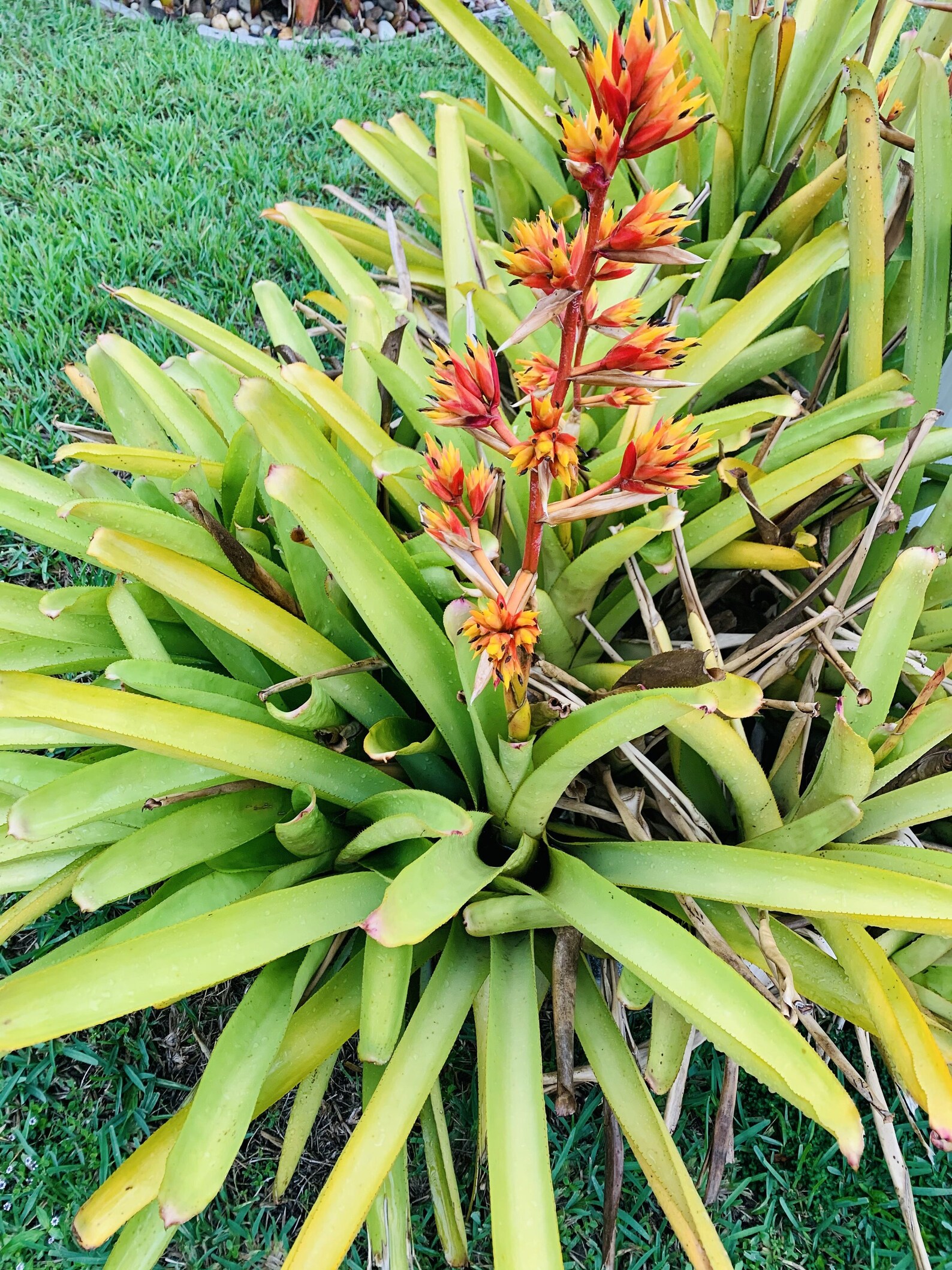 Young Bromeliad Plant Pup Cutting Growstall Height / Bright Red Orange
