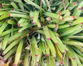 Young Bromeliad Plant Pup Cutting Grows Tall Height / Pink Tip