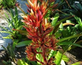 Young Bromeliad Plant Pup Cutting GrowsTall Height / Bright Red Orange Yellow