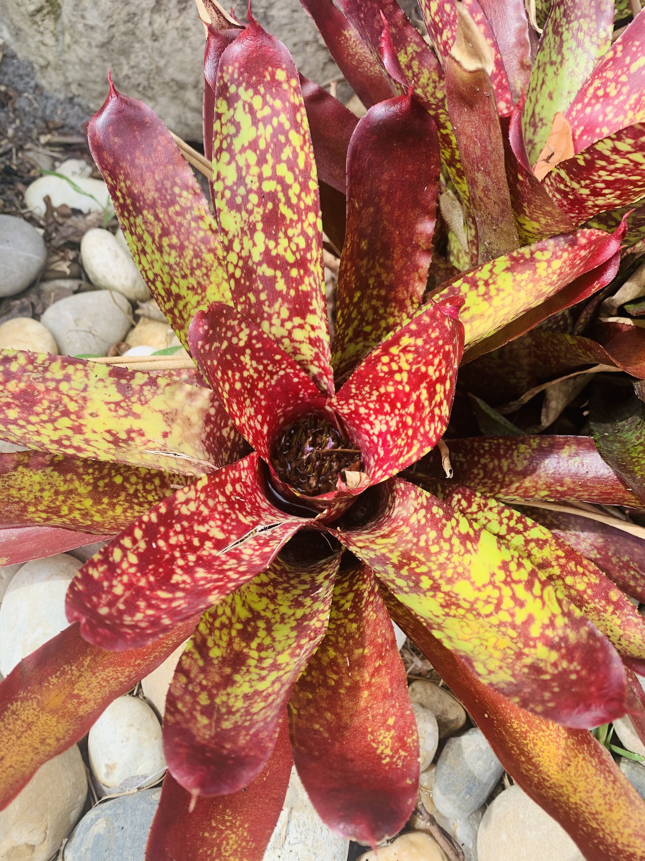 Young Bromeliad Plant Pup Cutting Grows Medium Height / Etsy