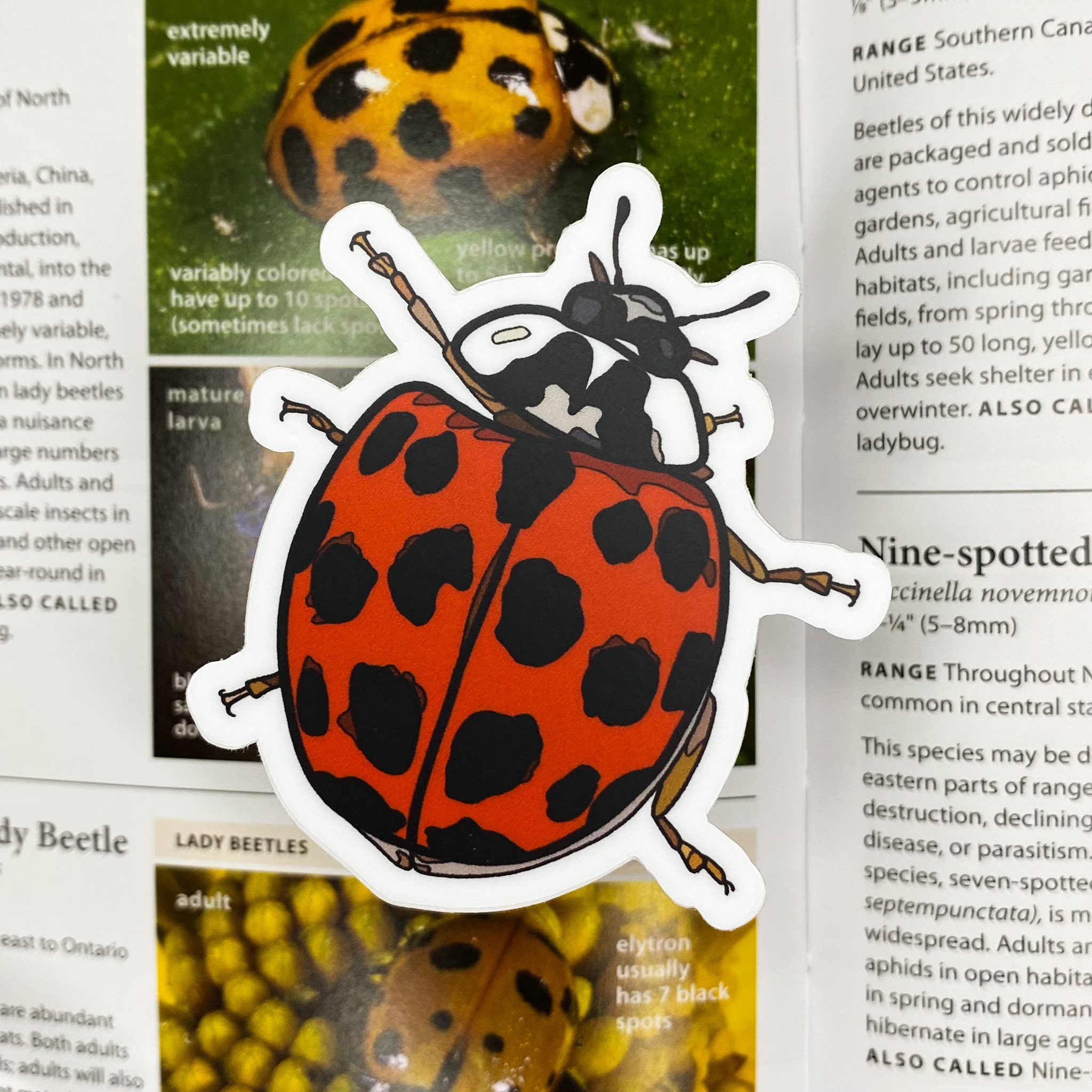 Ladybug Sticker, 2.16x2.5 in - Hydro Flask Sticker/vinyl/laptop Decal ...