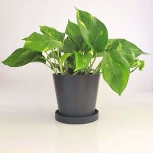 May include: A potted green and yellow variegated plant with dark green leaves in a black plastic pot with a black plastic saucer.