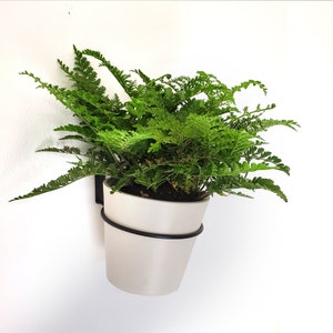 May include: A green fern plant in a white ceramic pot with a black metal hanging planter. The plant is hanging on a white wall.