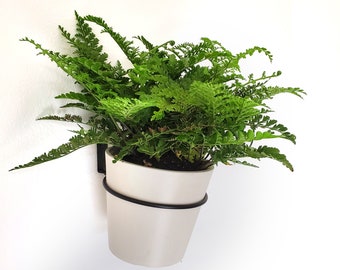 May include: A green fern plant in a white ceramic pot with a black metal hanging planter. The plant is hanging on a white wall.