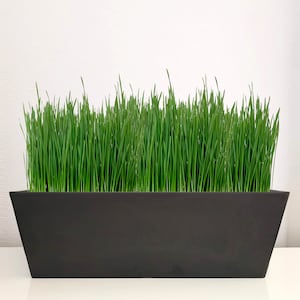 May include: A rectangular black planter filled with vibrant green grass. The planter has a trapezoidal shape, wider at the top and tapering towards the base. The grass is lush and healthy, creating a fresh, natural aesthetic.