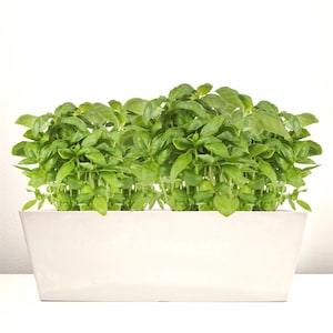 POPPY Composite Countertop Planter - Rectangular Planter – Herb Planter – Windowsill Planter - Tabletop Planter - White
