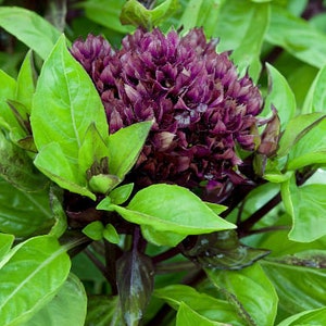 May include: Close-up of a purple basil plant with green leaves. The plant is in bloom and the flowers are a deep purple color.