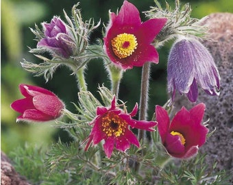 Pasque Flower (Anemone Pulsatilla Vulgaris Red) - 25 seeds