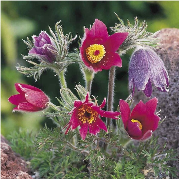Pasque Flower (Anemone Pulsatilla Vulgaris Red) - 25 seeds