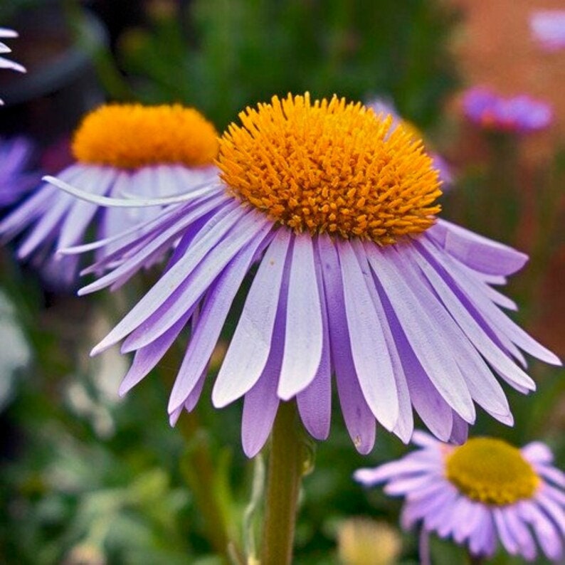 Aster (Aster Tongolensis Wartburg Star)