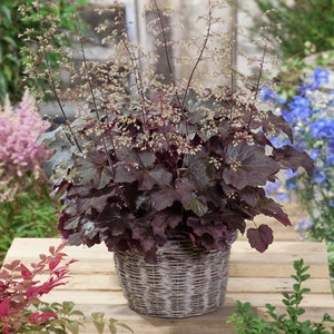 Heuchera (Heuchera Micrantha Palace Purple) - 25 seeds