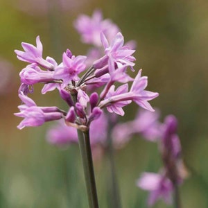 Society Garlic (Tulbaghia Violacea) - 20 seeds