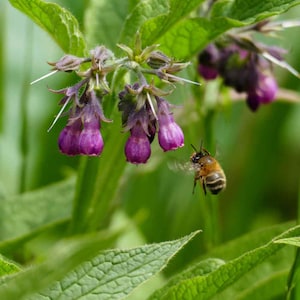 Comfrey (Symphytum Officinale) - 20 seeds