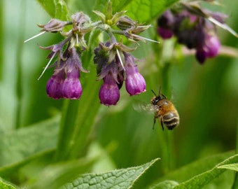 Comfrey (Symphytum Officinale) - 20 seeds