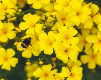 Yellow Flax Dwarf Perennial (Linum Flavum Compactum Yellow) - 50 seeds