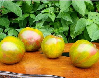 Organic DWARF Rebel Starfighter Penny Lane Tomato - 10 seeds
