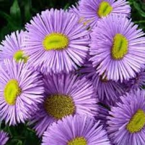 Erigeron / Fleabane Daisy - Azure Fairy (Erigeron Speciosus) - 50 seeds