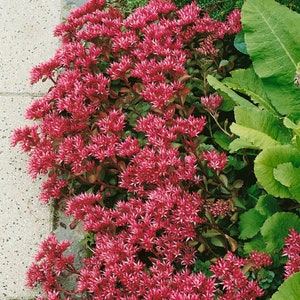 Sedum Summer Glory (Sedum Spurium) - 50 seeds