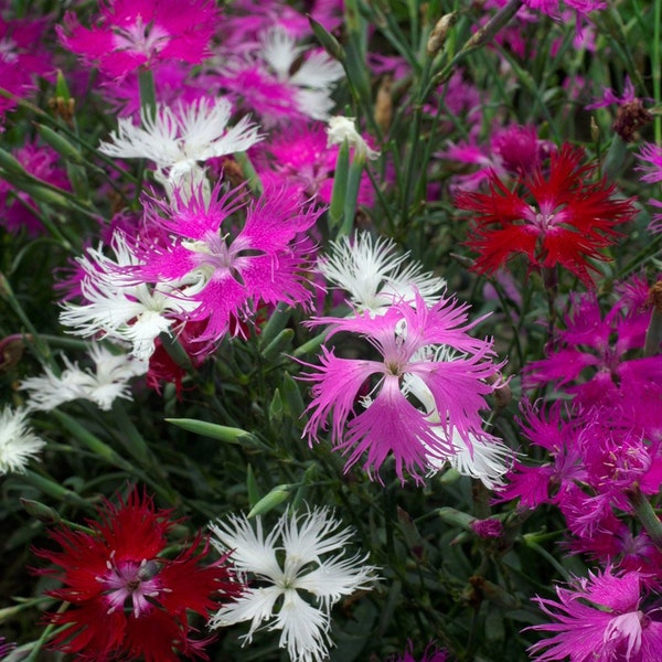 Superb Pink Dianthus - Superbus Spooky Mix ( hybrid perennial) - 25 seeds