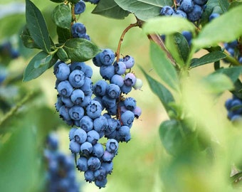 Blueberry Southern Highbush Mix (Vaccinium corymbosum) - 50 seeds